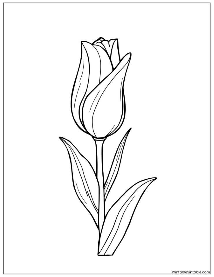 aesthetic tulip with decorative leaves