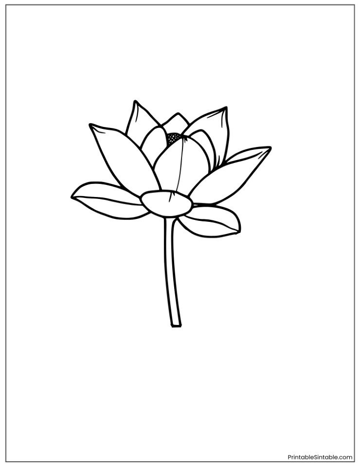 american lotus