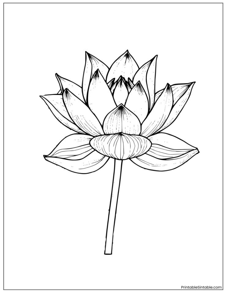 beautiful black and white lotus art