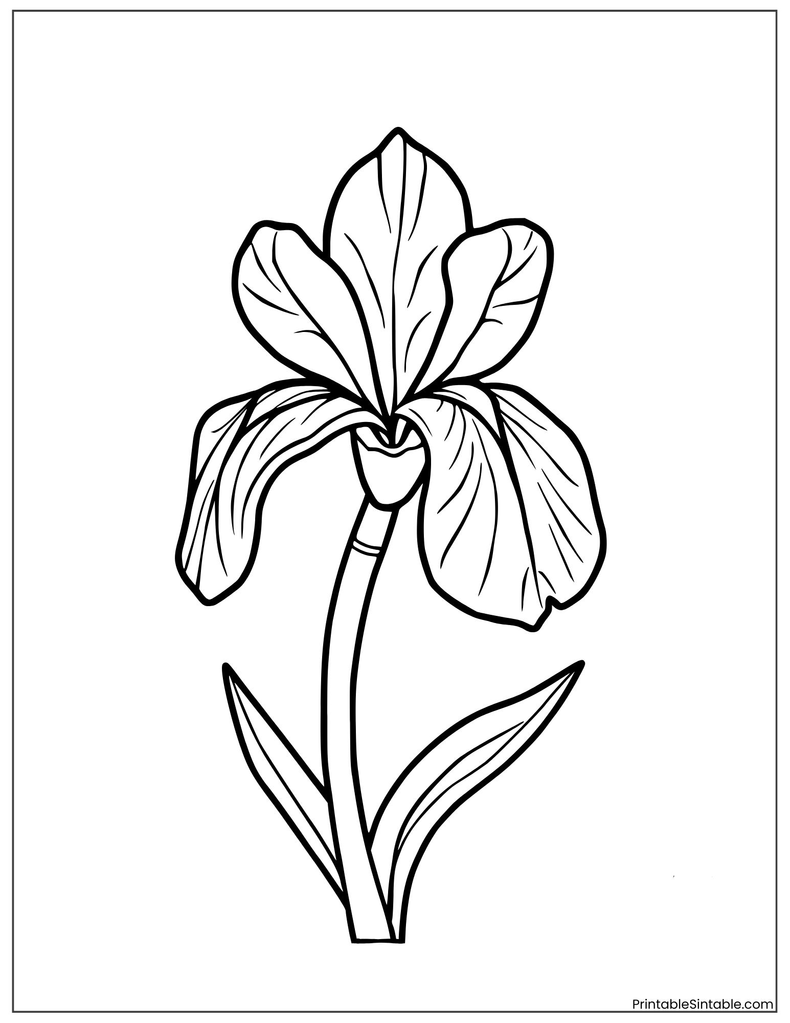 beautiful iris flower