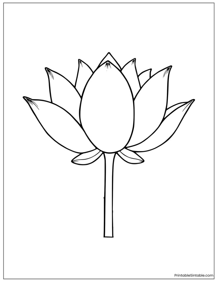 beautiful lotus flower