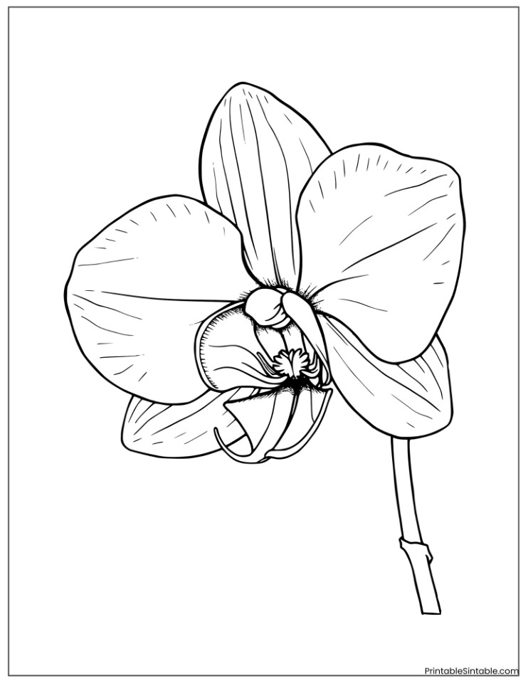 beautiful orchid