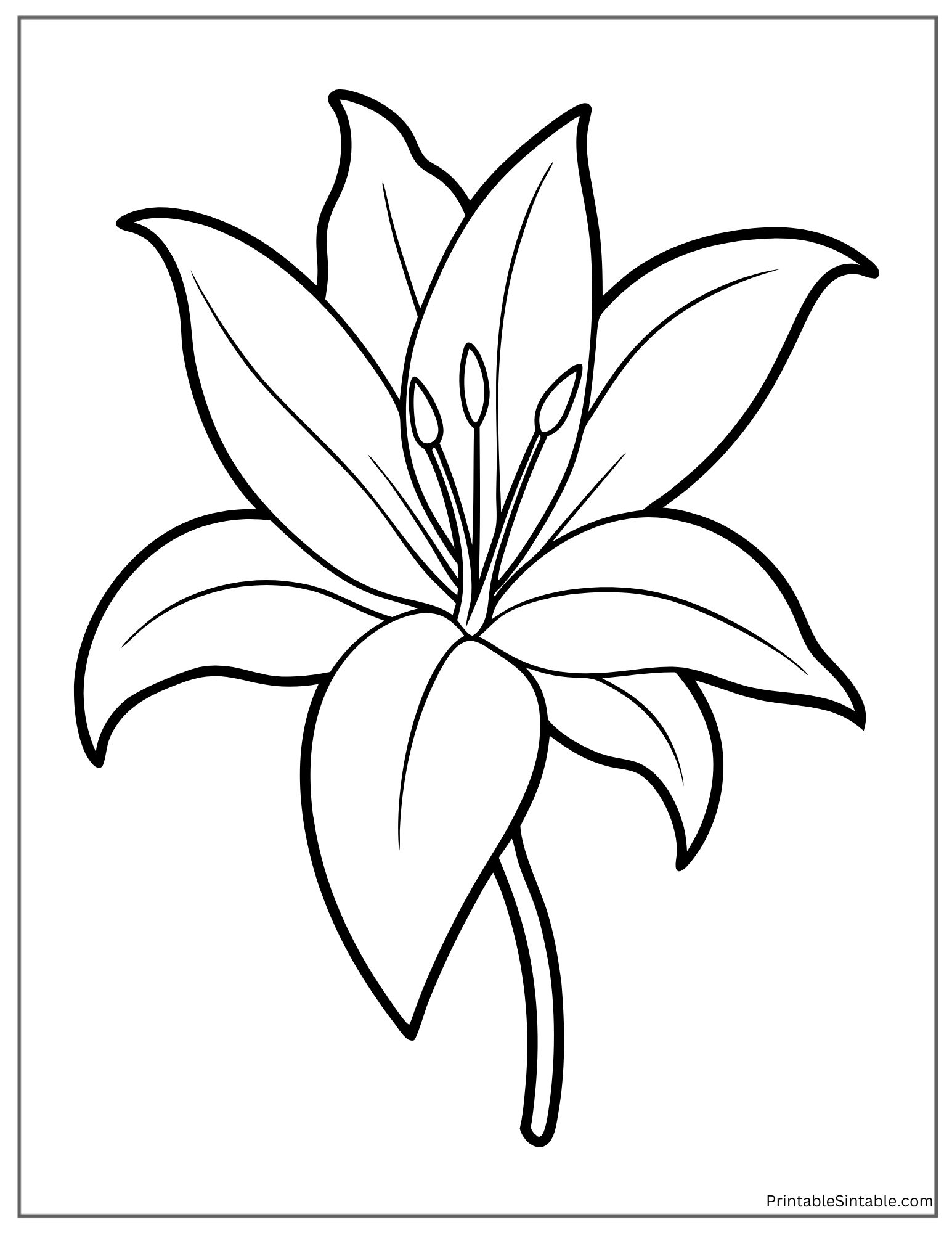 beautiful single lily flower