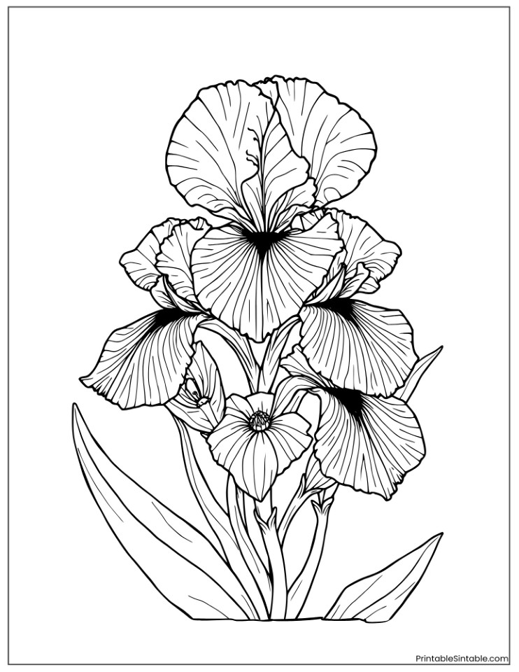 black and white iris floral design
