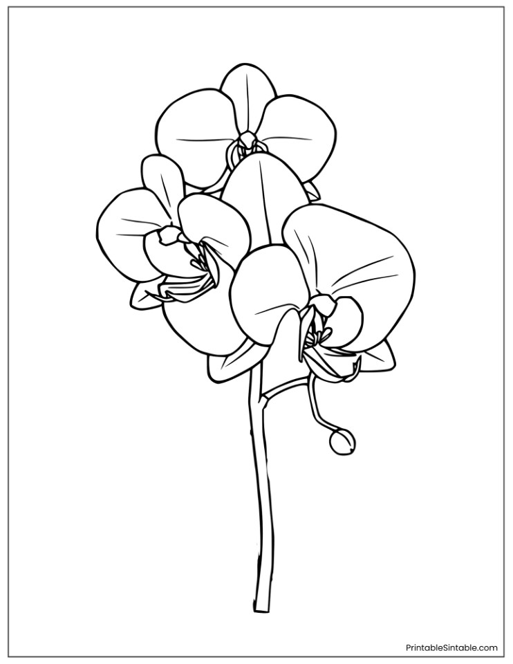black and white orchid outline