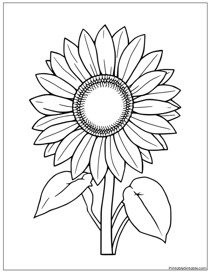 black and white sunflower outline