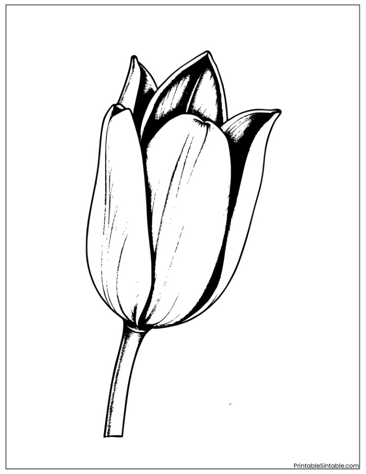 black and white tulip art