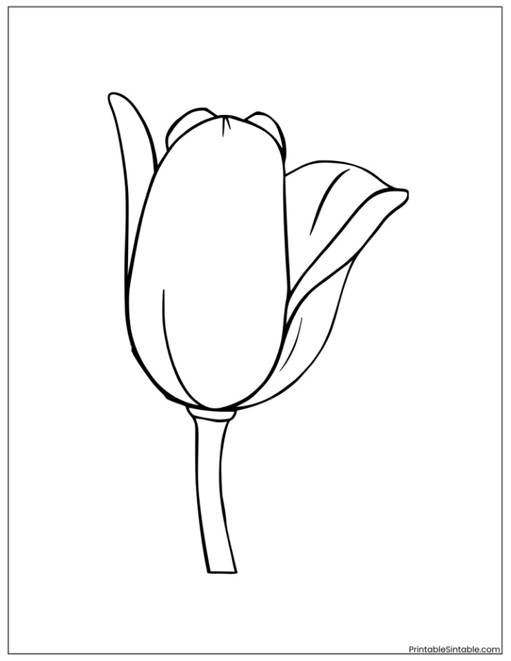 black and white tulip outline