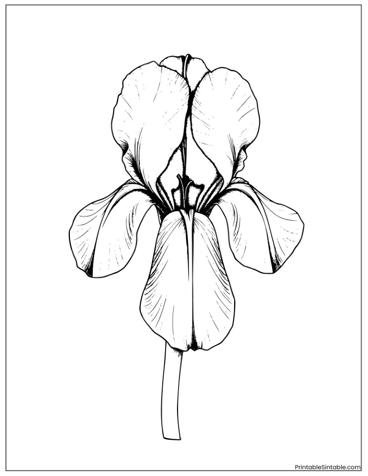 blue iris flower drawing