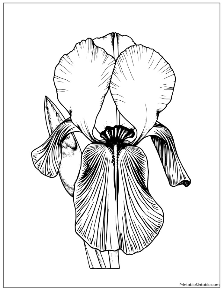 botanical iris flower drawing