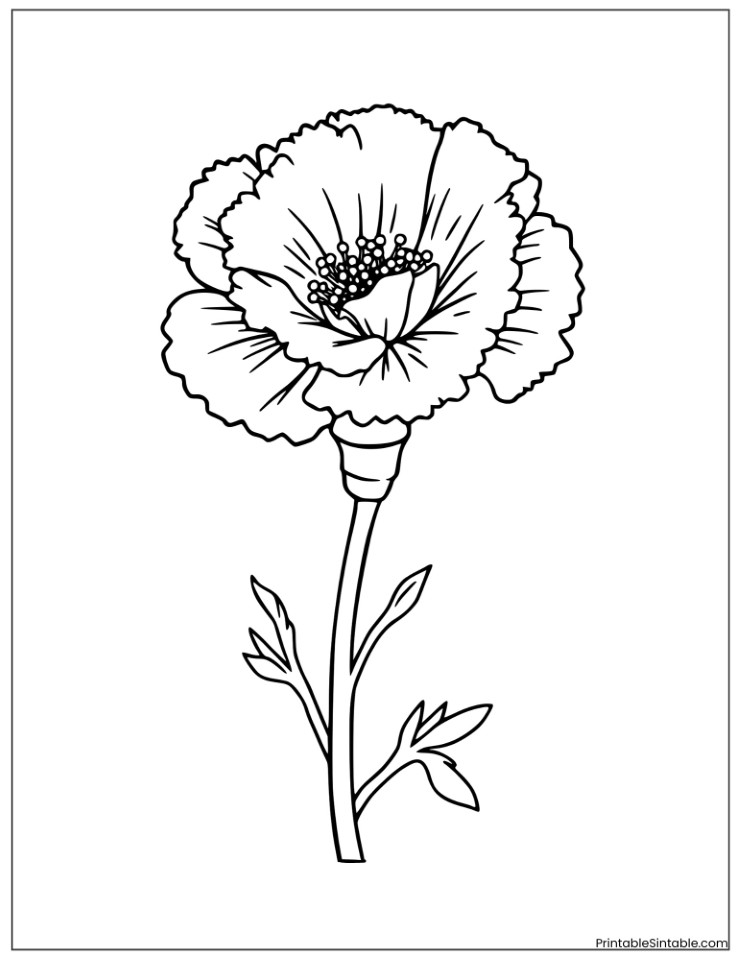 carnation