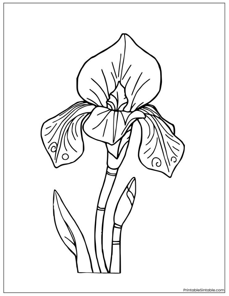 cute iris flower doodle