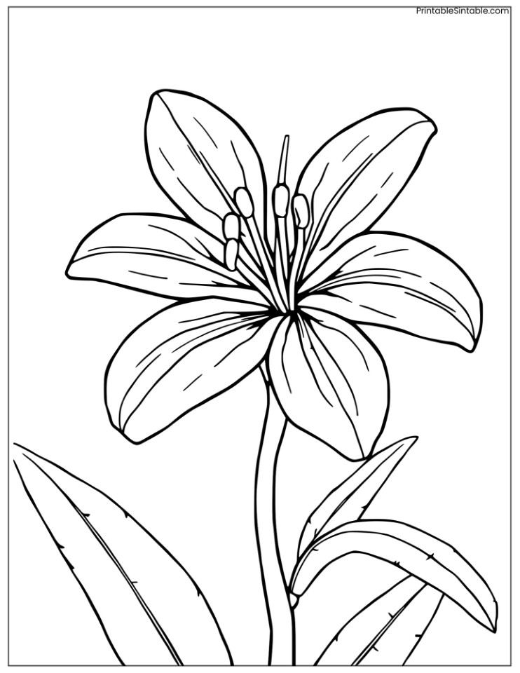 cute tiger lily flower