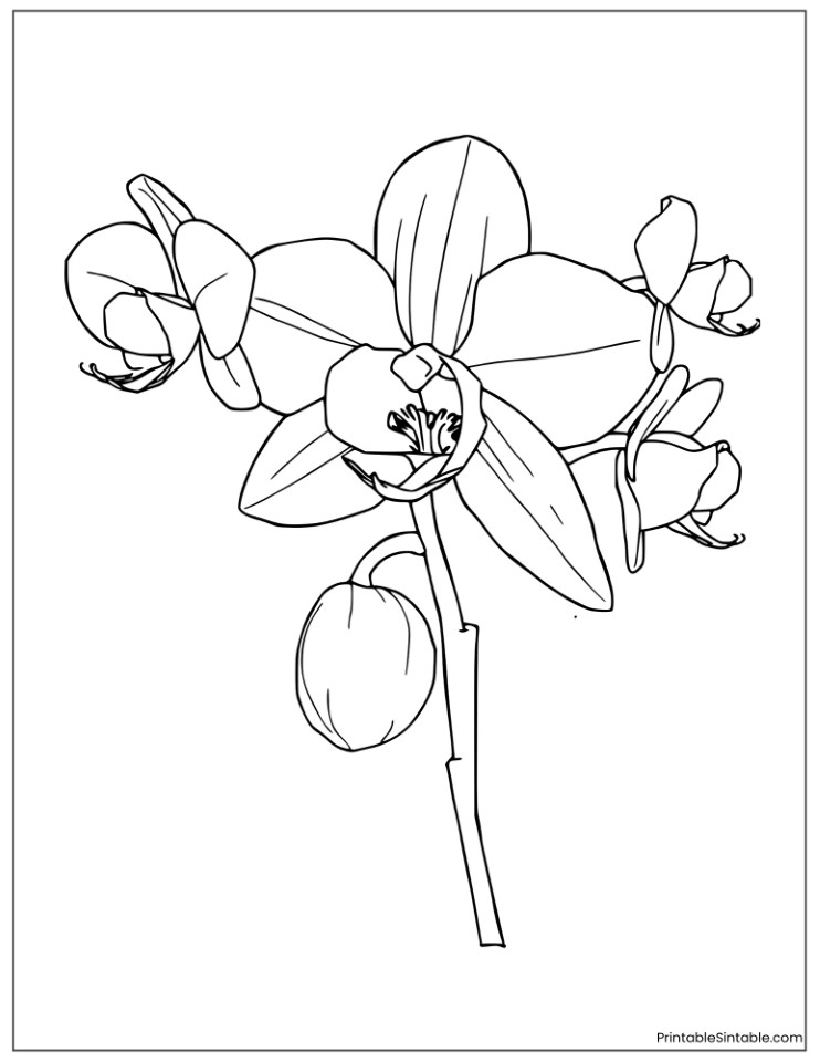 cymbidium orchid in full bloom