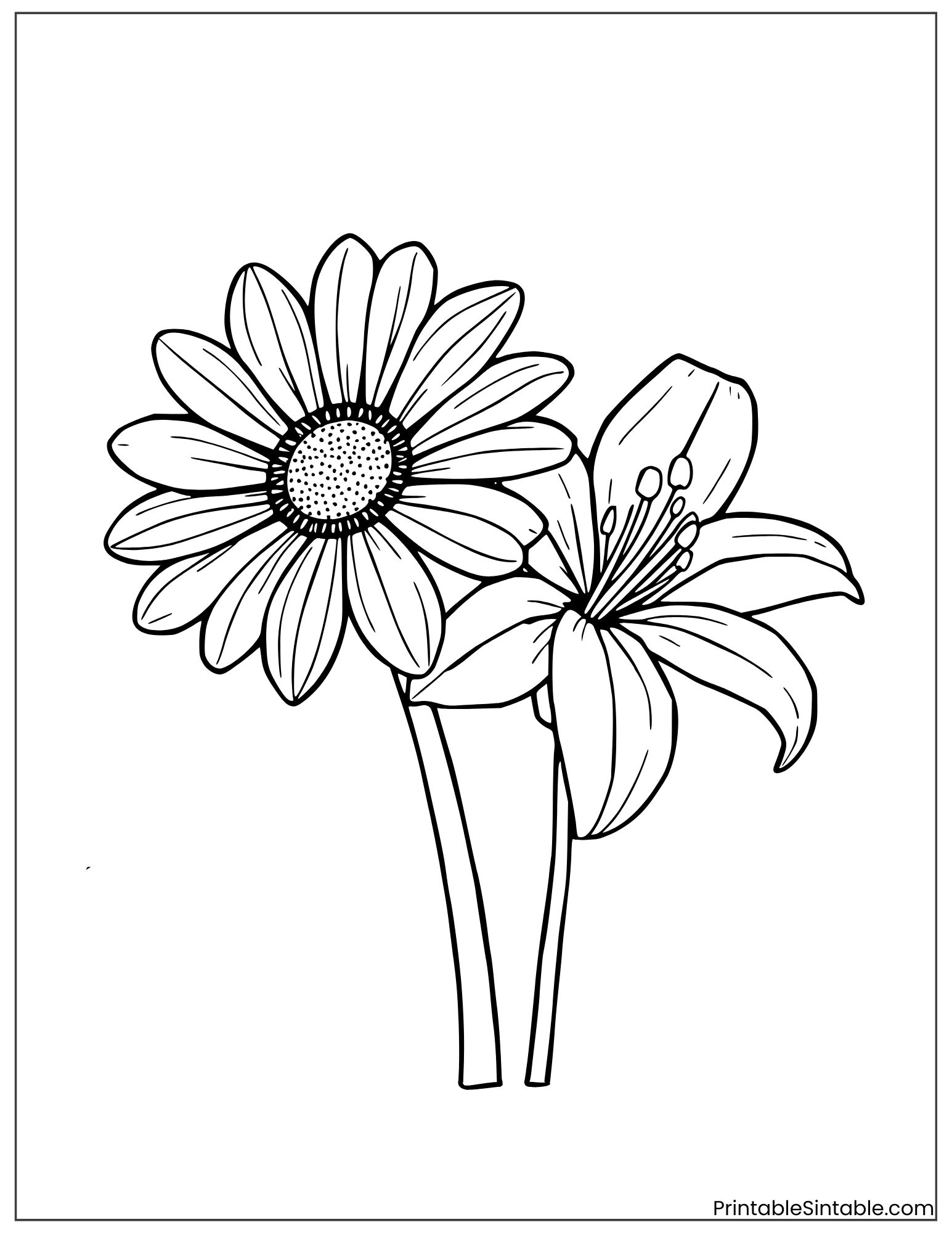 daisy and lily flower