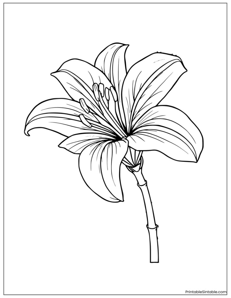 detailed stargazer lily illustration
