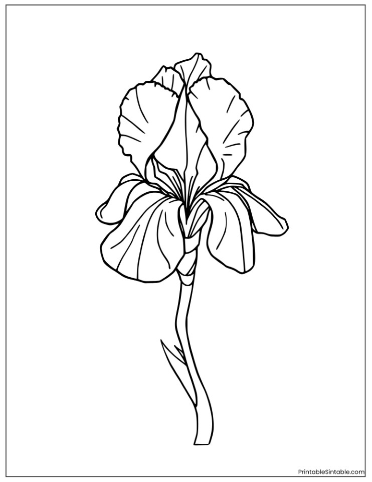 easy iris flower