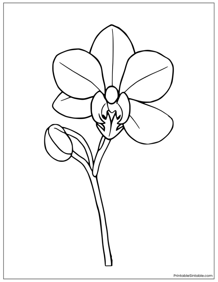 easy orchid flower for kids