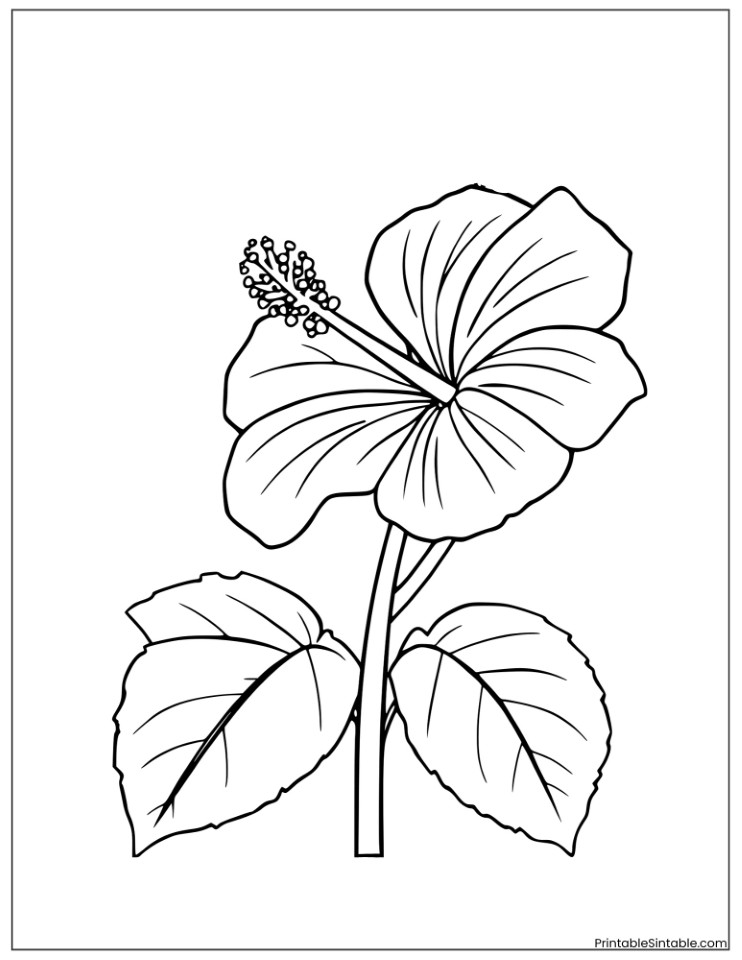 hibiscus