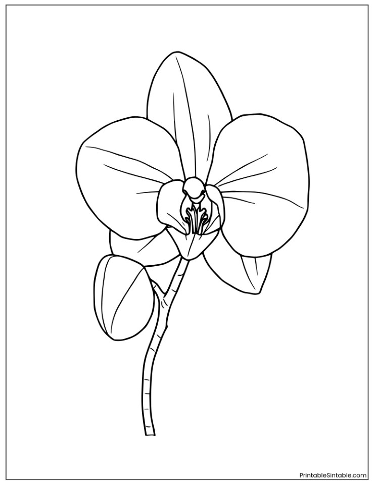 intricate orchid line art