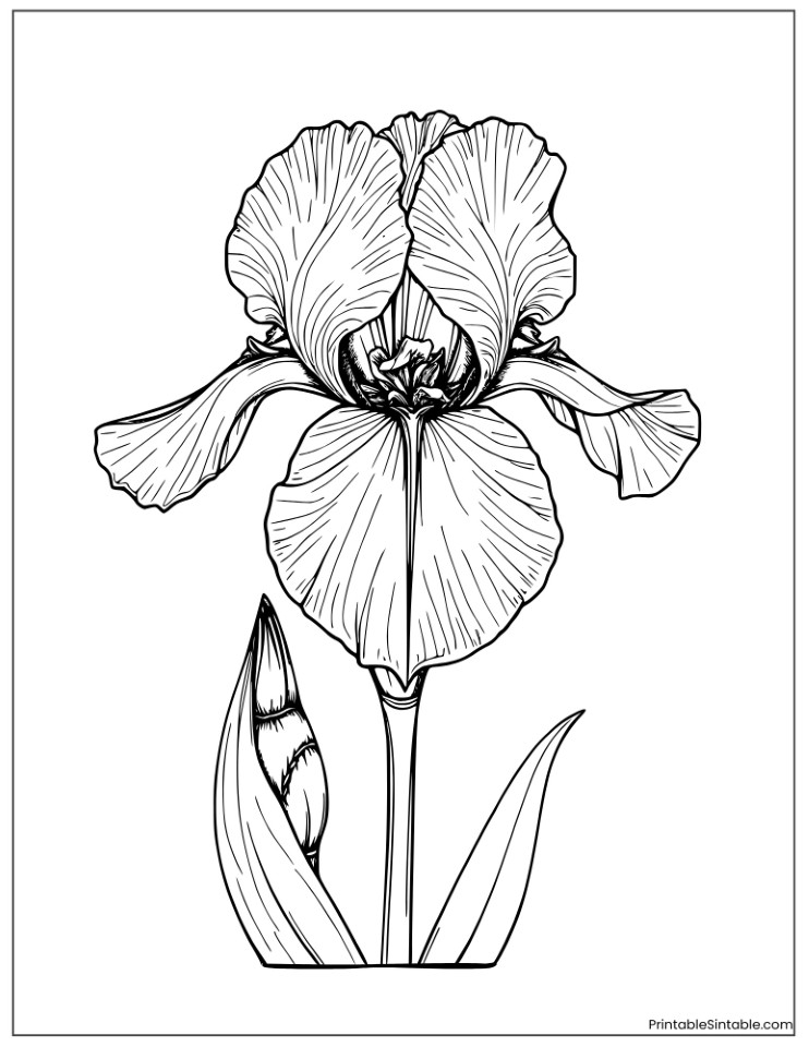 iris flower for adults