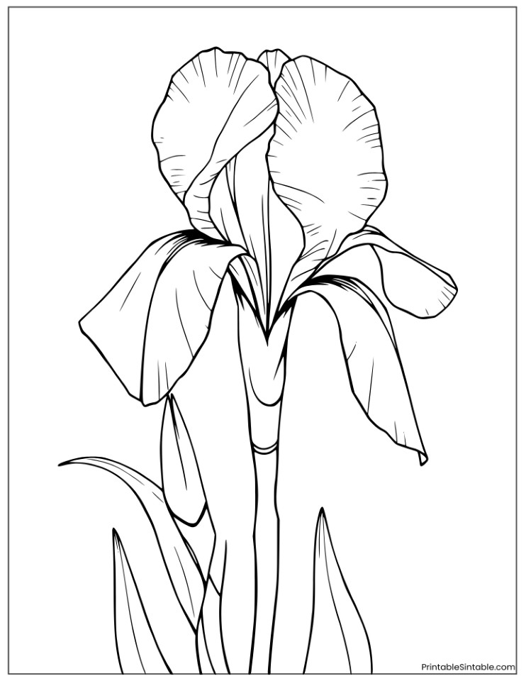 iris siberian flower