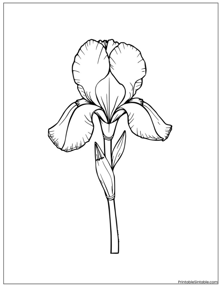 iris