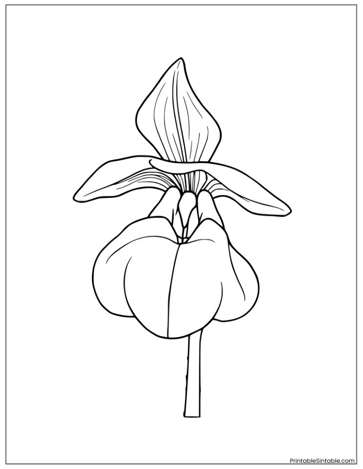 lady slipper orchid drawing