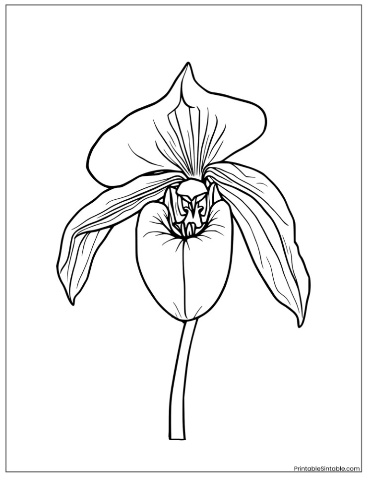 lady slipper orchid with detailed petals