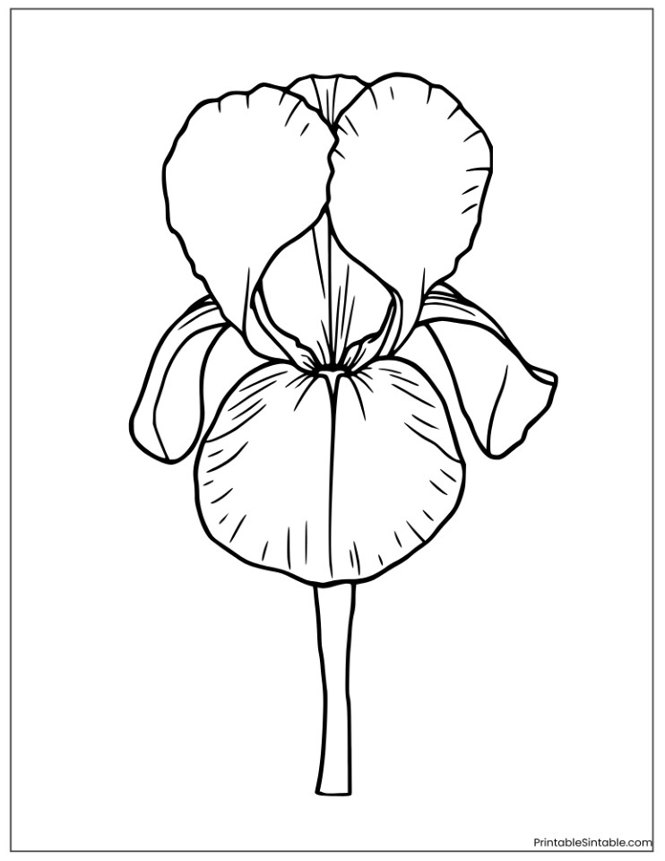 large iris flower illustration