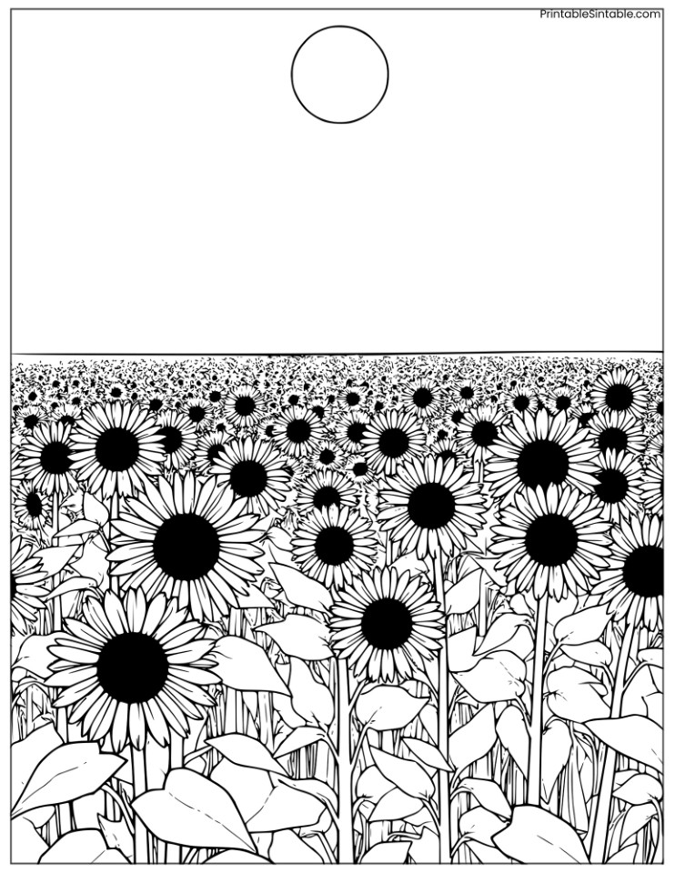 large sunflower field