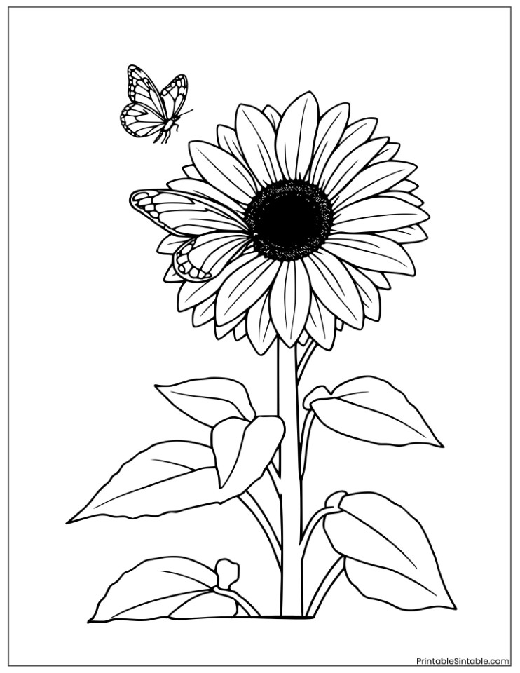 large sunflower with a butterfly
