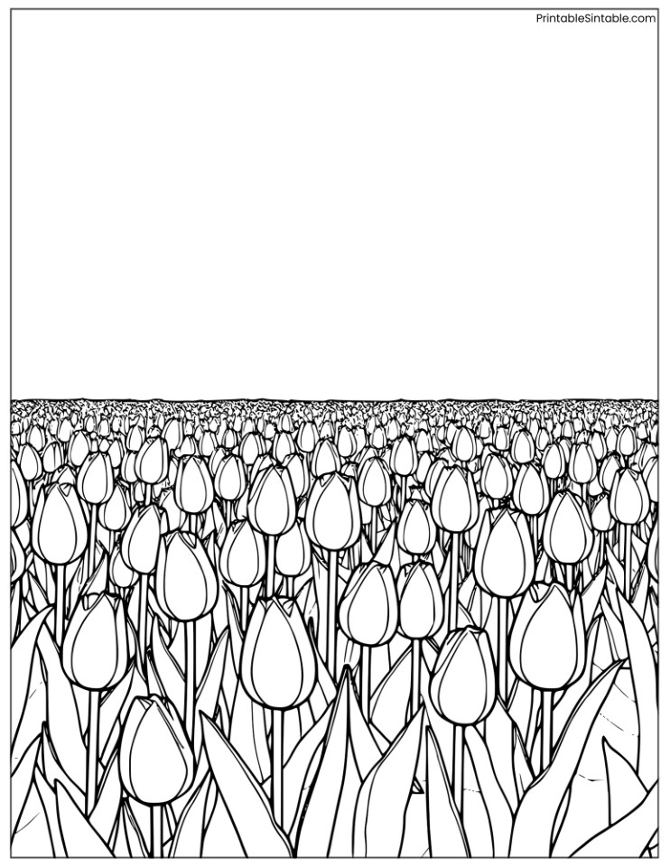 large tulip field with a sunrise
