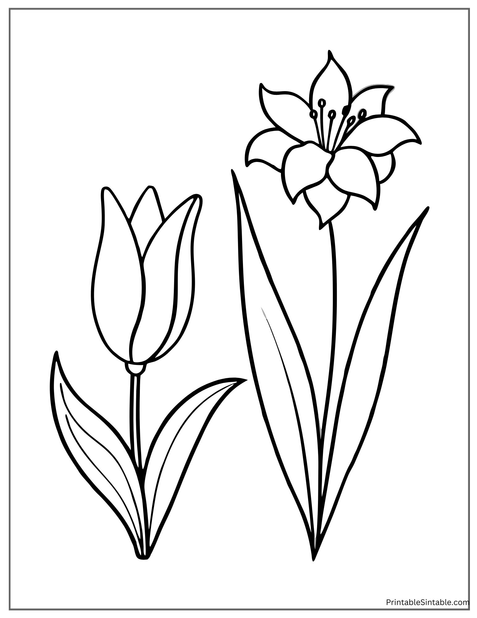 lily and tulip side by side