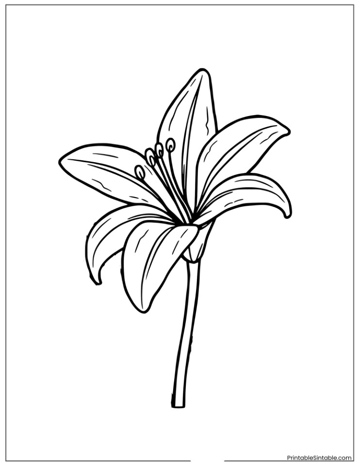 lily