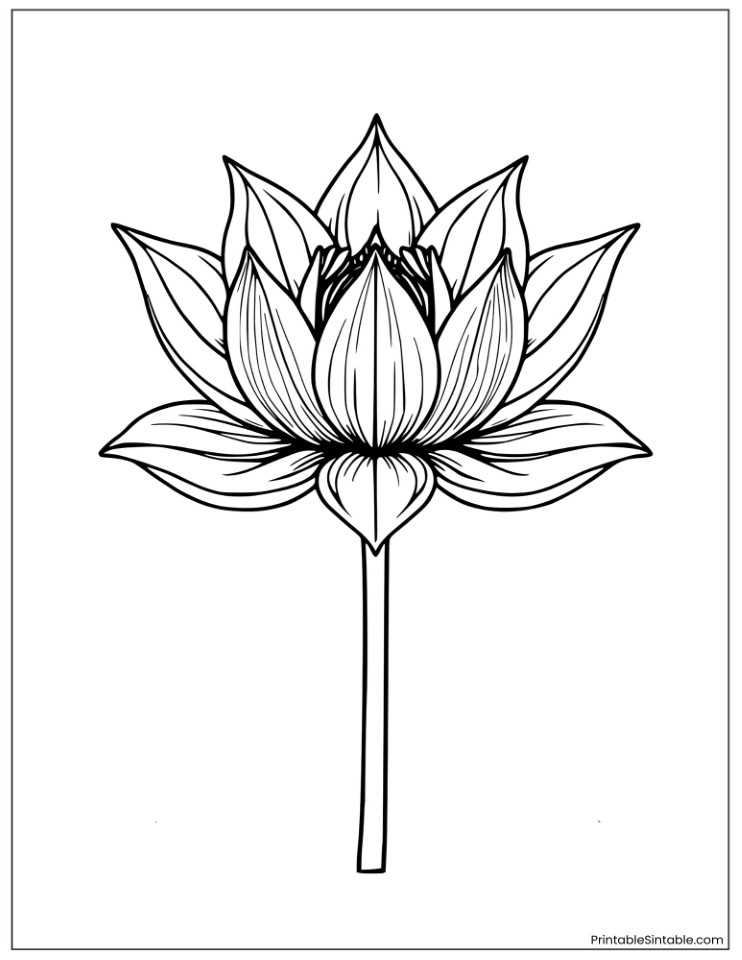 lotus with artistic line shading