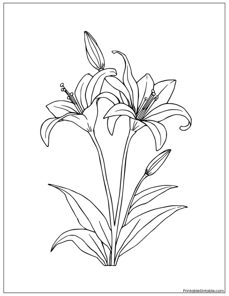 mariposa lilies outline