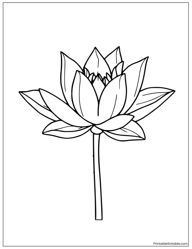 midnight water lily