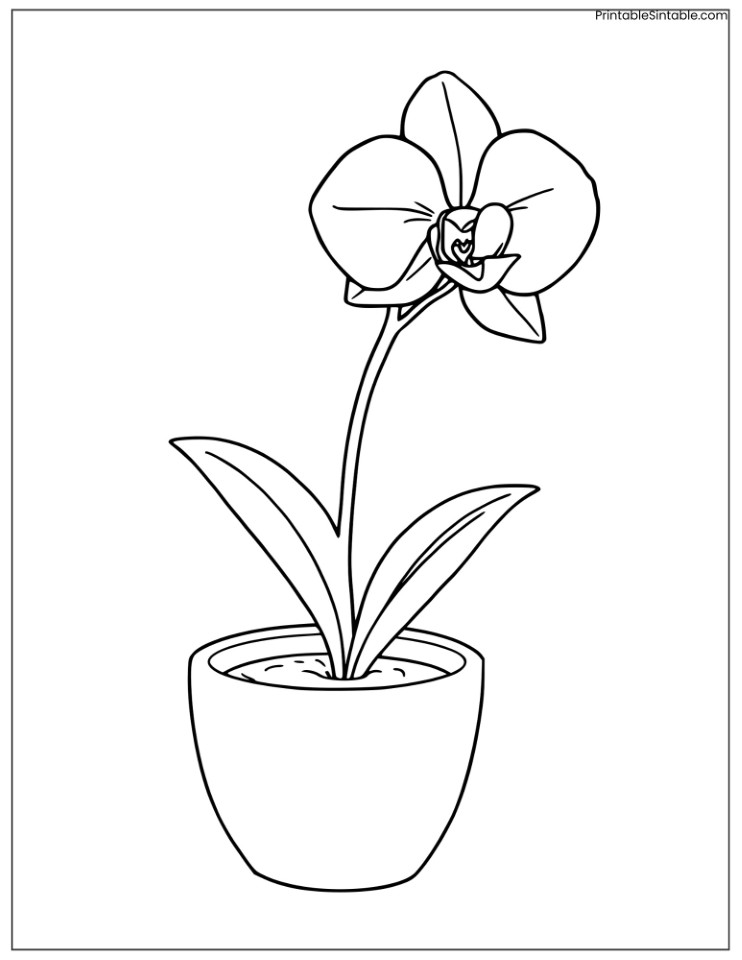 orchid in a pot