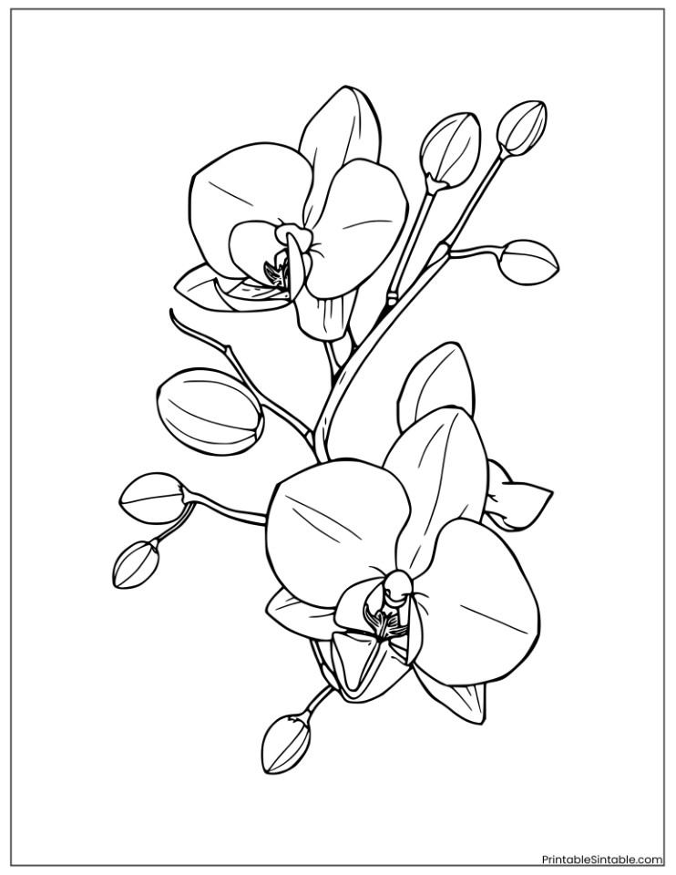 orchid with decoration