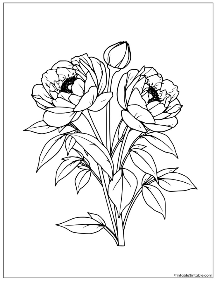 peony flowers with leaves