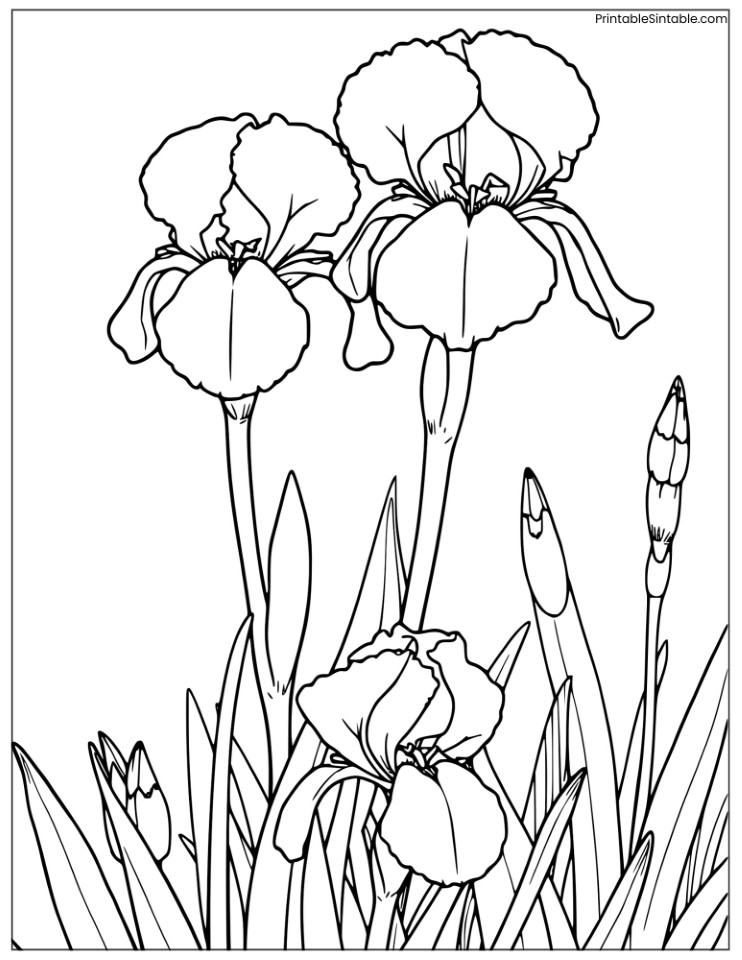 perennial iris flowers in a garden