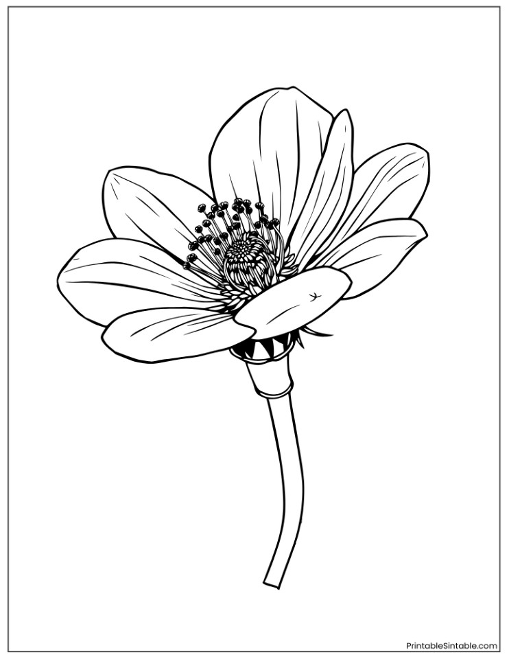 realistic anemone flower