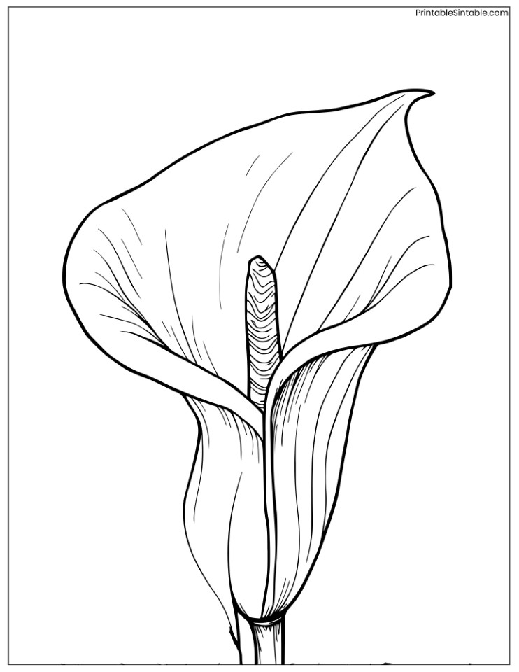 realistic calla lily drawing