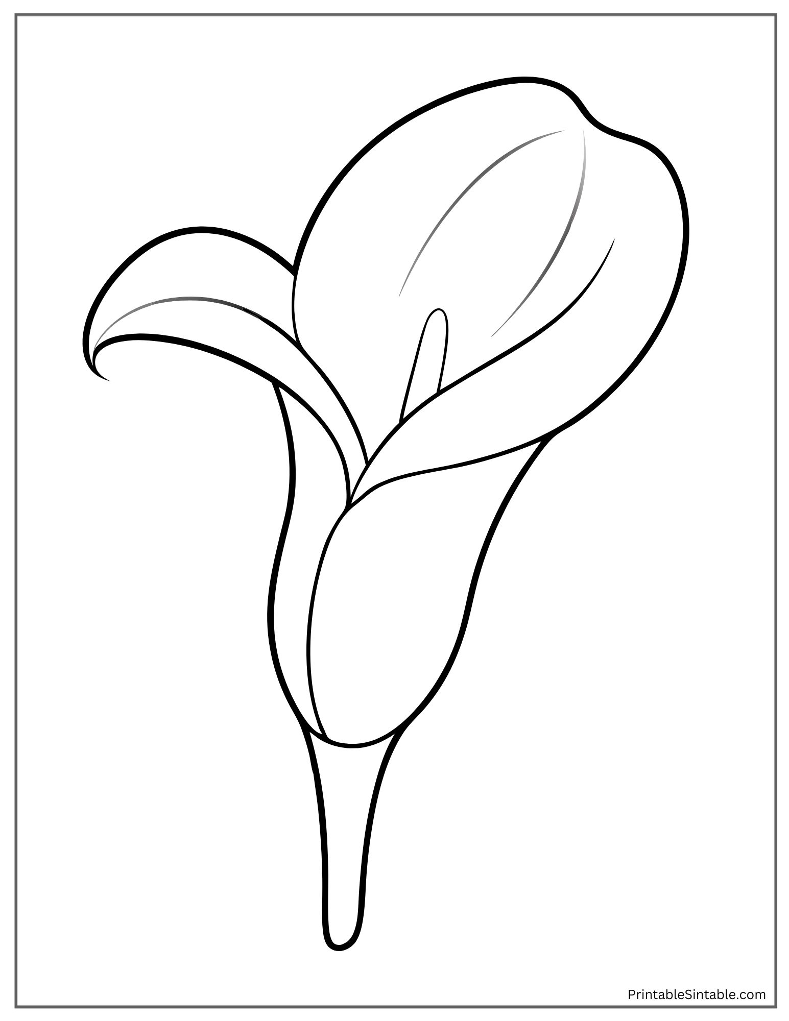 realistic calla lily