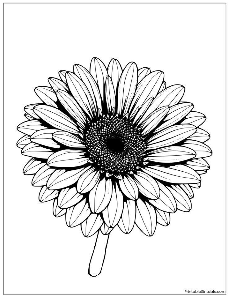 realistic gerbera daisy drawing