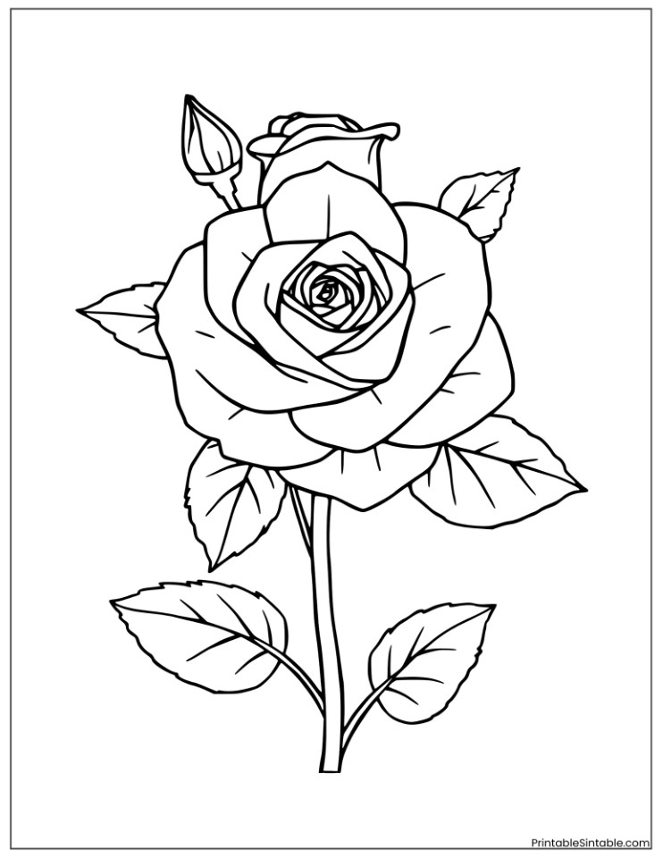 rose flower