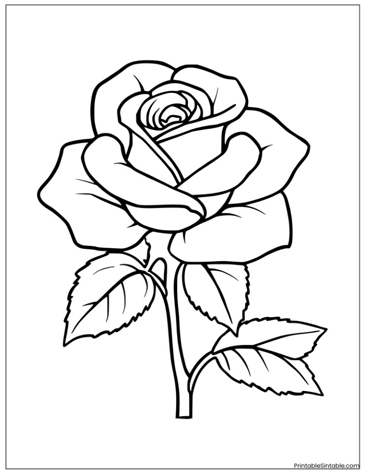 rose
