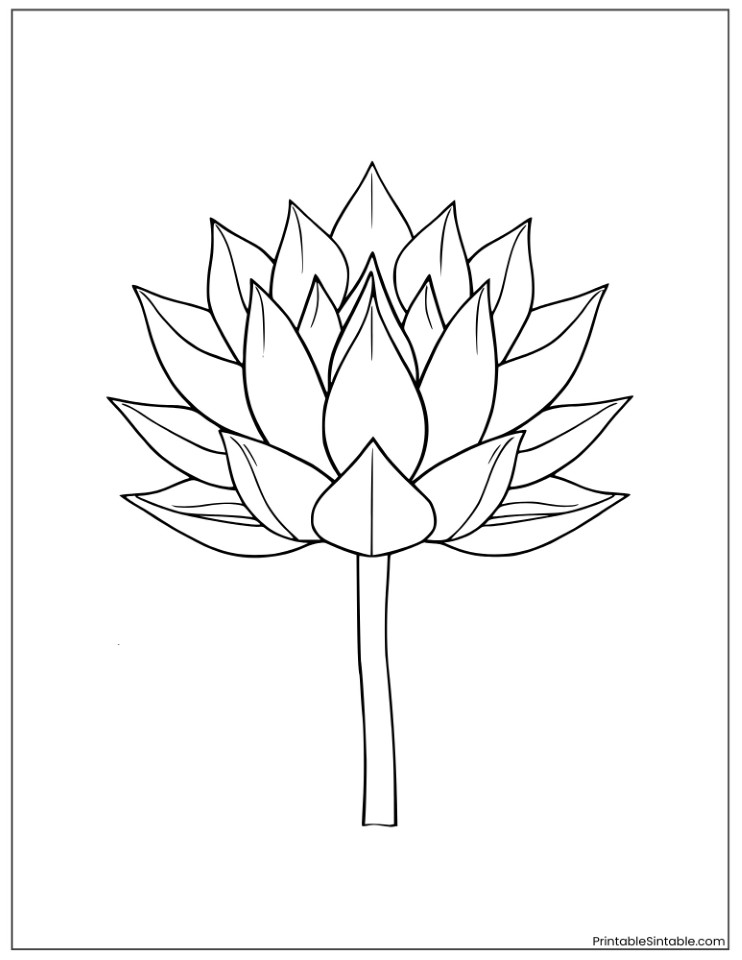 sacred lotus