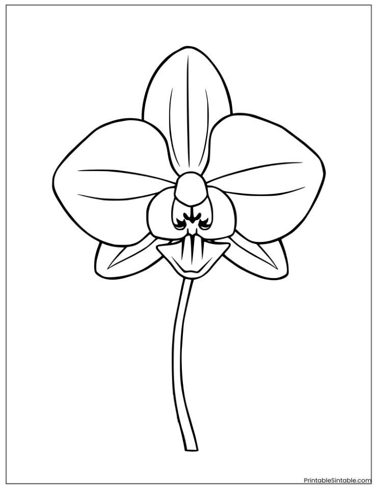 simple orchid flower